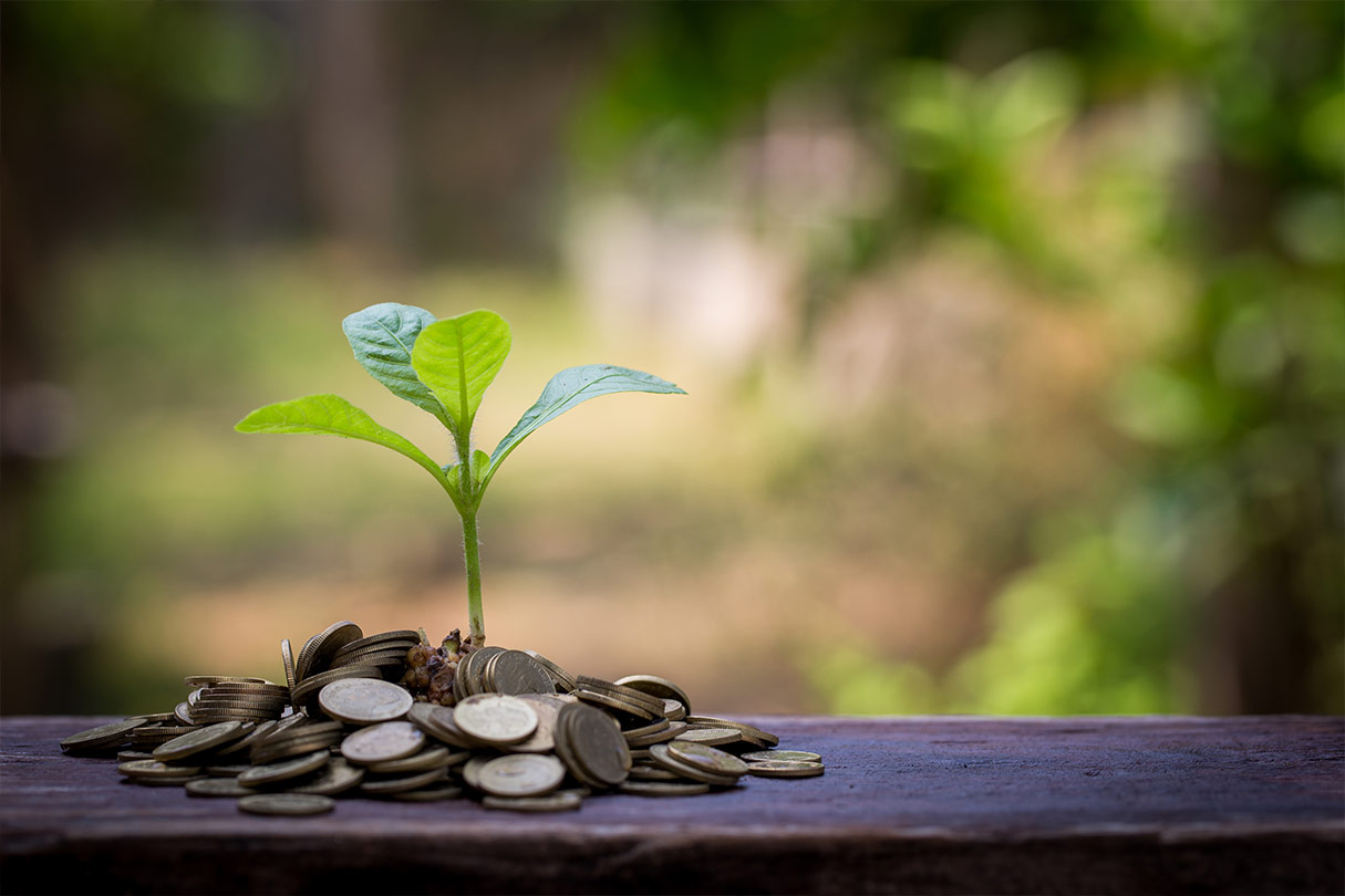 Plant growing with coins around it.